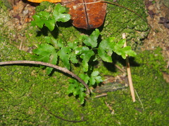 Lygodium japonicum