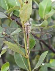 Anax ephippiger
