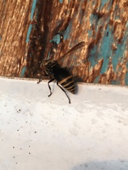 Pachodynerus nasidens