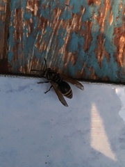 Pachodynerus nasidens