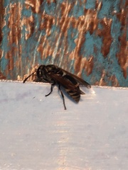 Pachodynerus nasidens