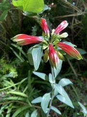 Alstroemeria psittacina