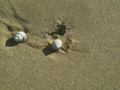 Austrocochlea constricta