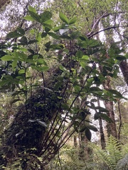Pseudopanax colensoi