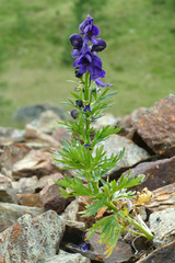 Aconitum tauricum