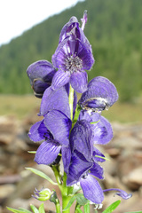 Aconitum tauricum