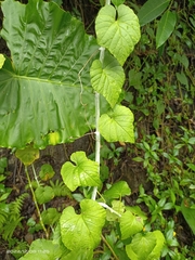 Cissus kerrii