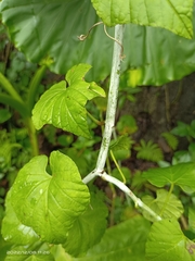Cissus kerrii
