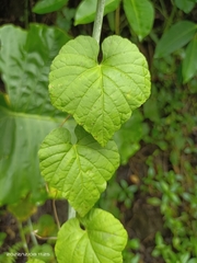 Cissus kerrii