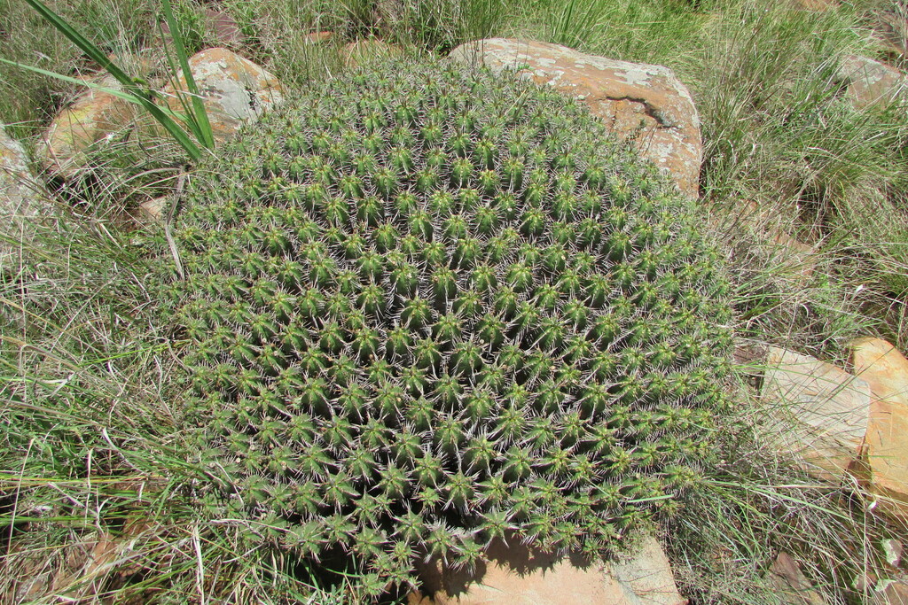 Euphorbia pulvinata Marloth 2