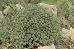 Euphorbia pulvinata