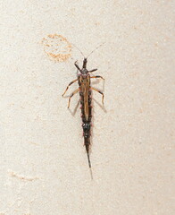 Idolothrips spectrum