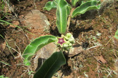 Raphionacme procumbens