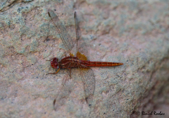 Crocothemis sanguinolenta