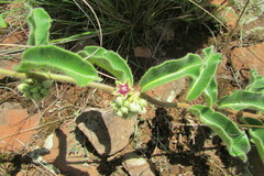 Raphionacme procumbens