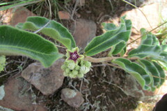 Raphionacme procumbens