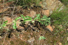 Raphionacme procumbens