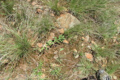 Raphionacme procumbens