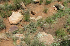 Brachystelma rubellum