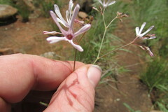 Brachystelma rubellum