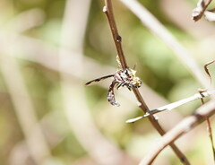 Daptolestes
