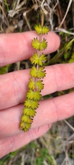 Anisotome aromatica