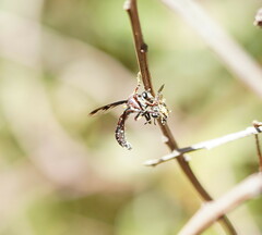 Daptolestes