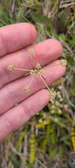 Anisotome aromatica