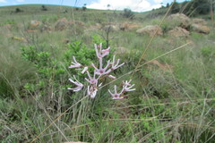 Brachystelma rubellum