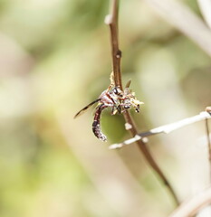Daptolestes