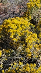 Ericameria laricifolia