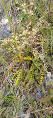 Anisotome aromatica