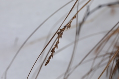 Carex appropinquata