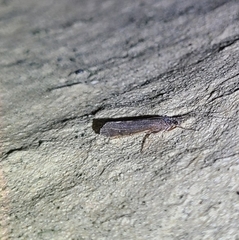 Hydrobiosidae