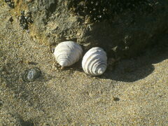 Austrocochlea constricta