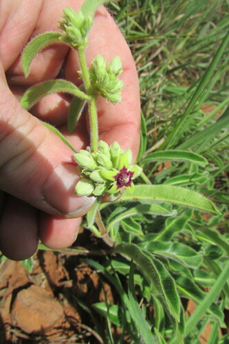 Image of Raphionacme procumbens by (c) James Deacon, some rights reserved (CC BY-SA)