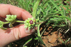 Raphionacme procumbens