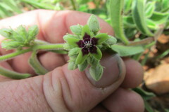 Raphionacme procumbens