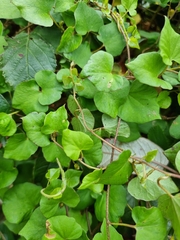 Calystegia tuguriorum