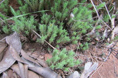 Crassula lanceolata