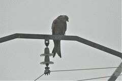 Milvus milvus milvus