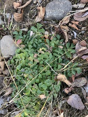 Cardamine macrophylla