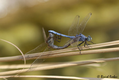 Orthetrum chrysostigma
