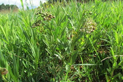 Asclepias fulva