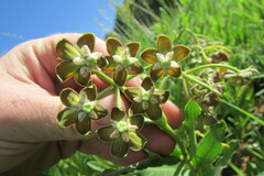 Asclepias fulva