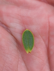 Veronica pinguifolia