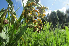 Asclepias fulva