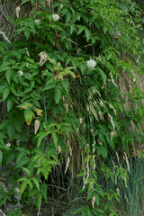Clematis alpina