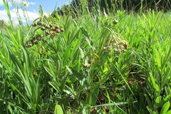 Asclepias fulva