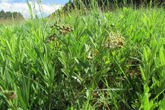 Asclepias fulva